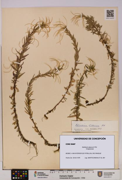 Epilobium glaucum [Espécimen: UDEC:CONC:0050497]