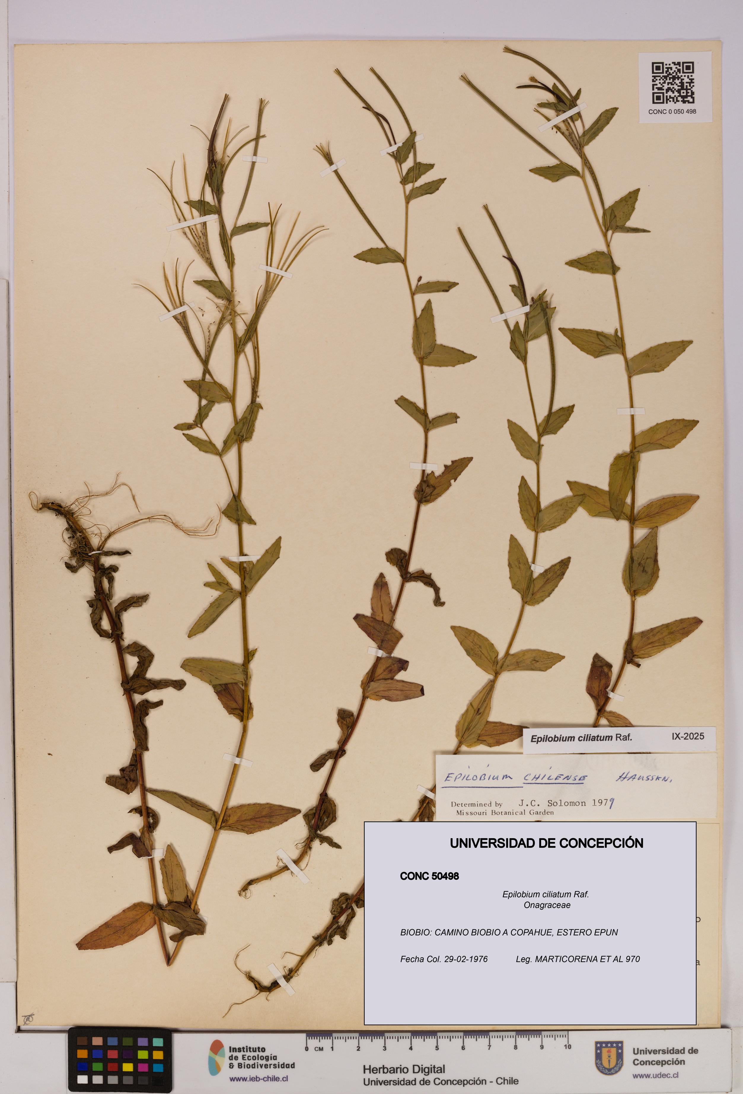 Epilobium ciliatum [Espécimen: UDEC:CONC:0050498]
