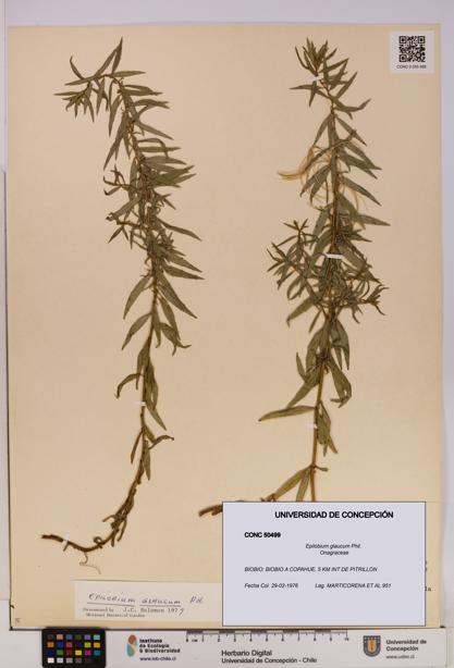 Epilobium glaucum [Espécimen: UDEC:CONC:0050499]