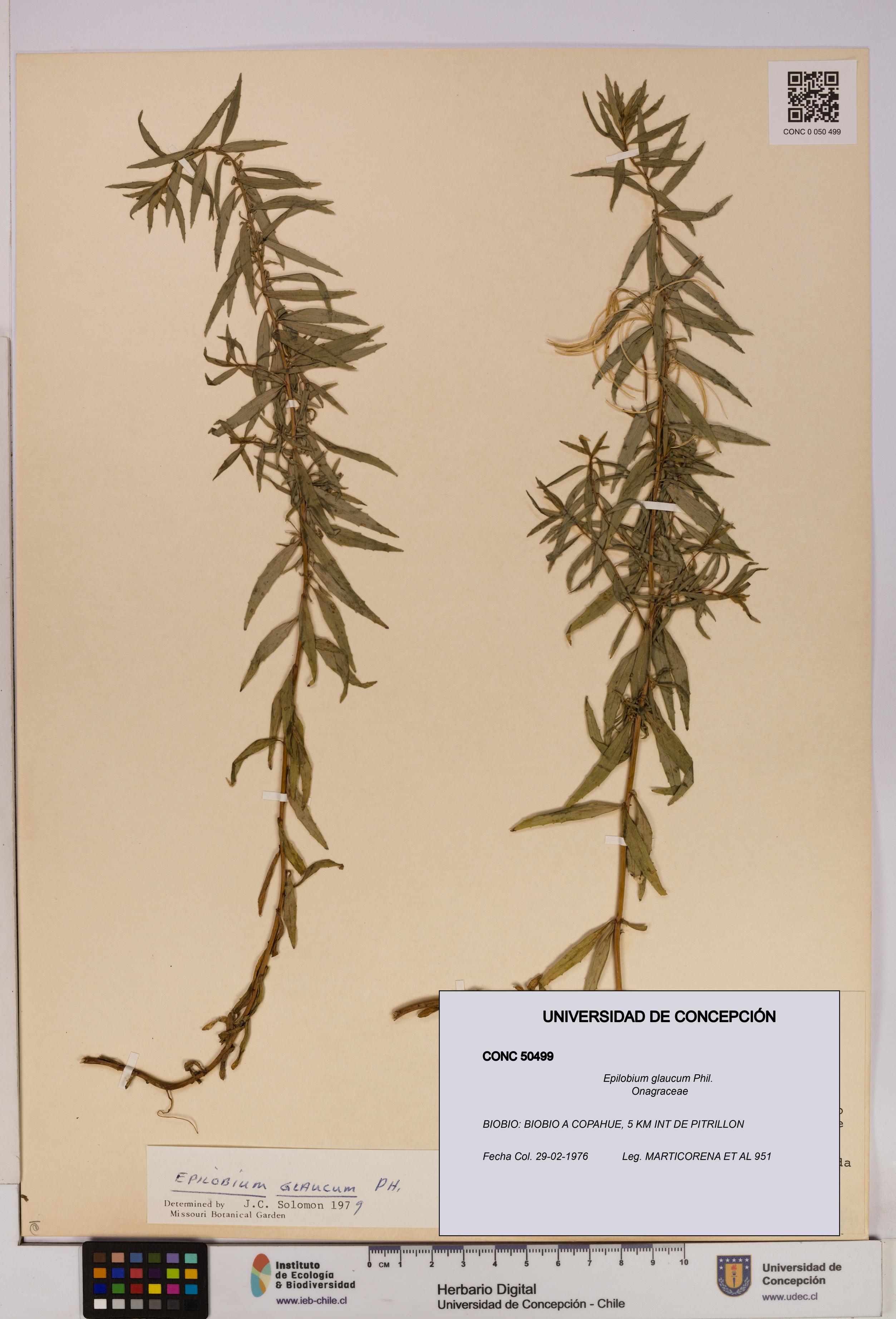 Epilobium glaucum [Espécimen: UDEC:CONC:0050499]