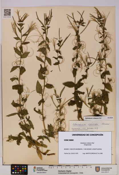 Epilobium ciliatum [Espécimen: UDEC:CONC:0050500]