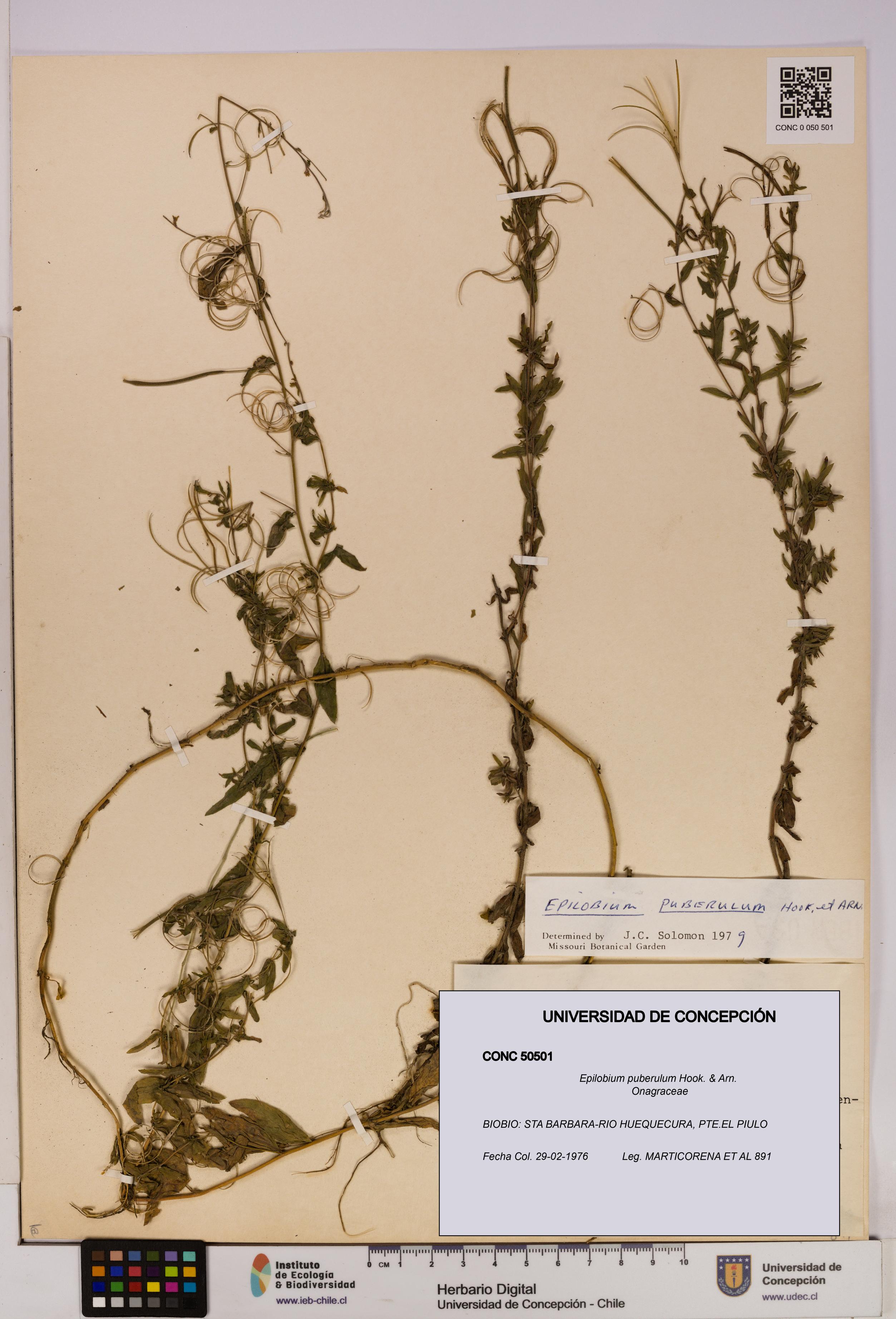Epilobium puberulum [Espécimen: UDEC:CONC:0050501]