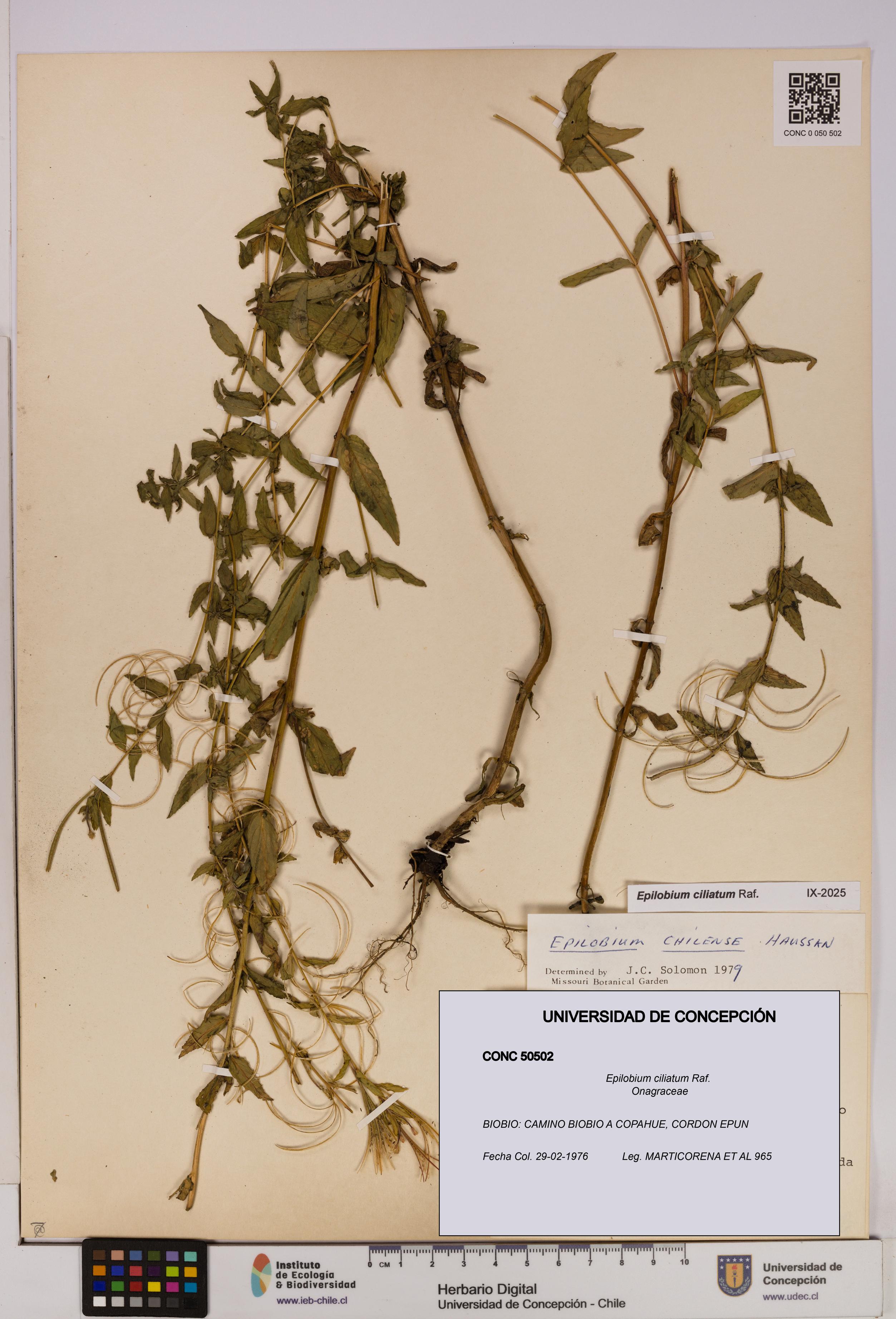 Epilobium ciliatum [Espécimen: UDEC:CONC:0050502]