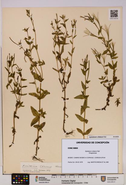 Epilobium ciliatum [Espécimen: UDEC:CONC:0050503]