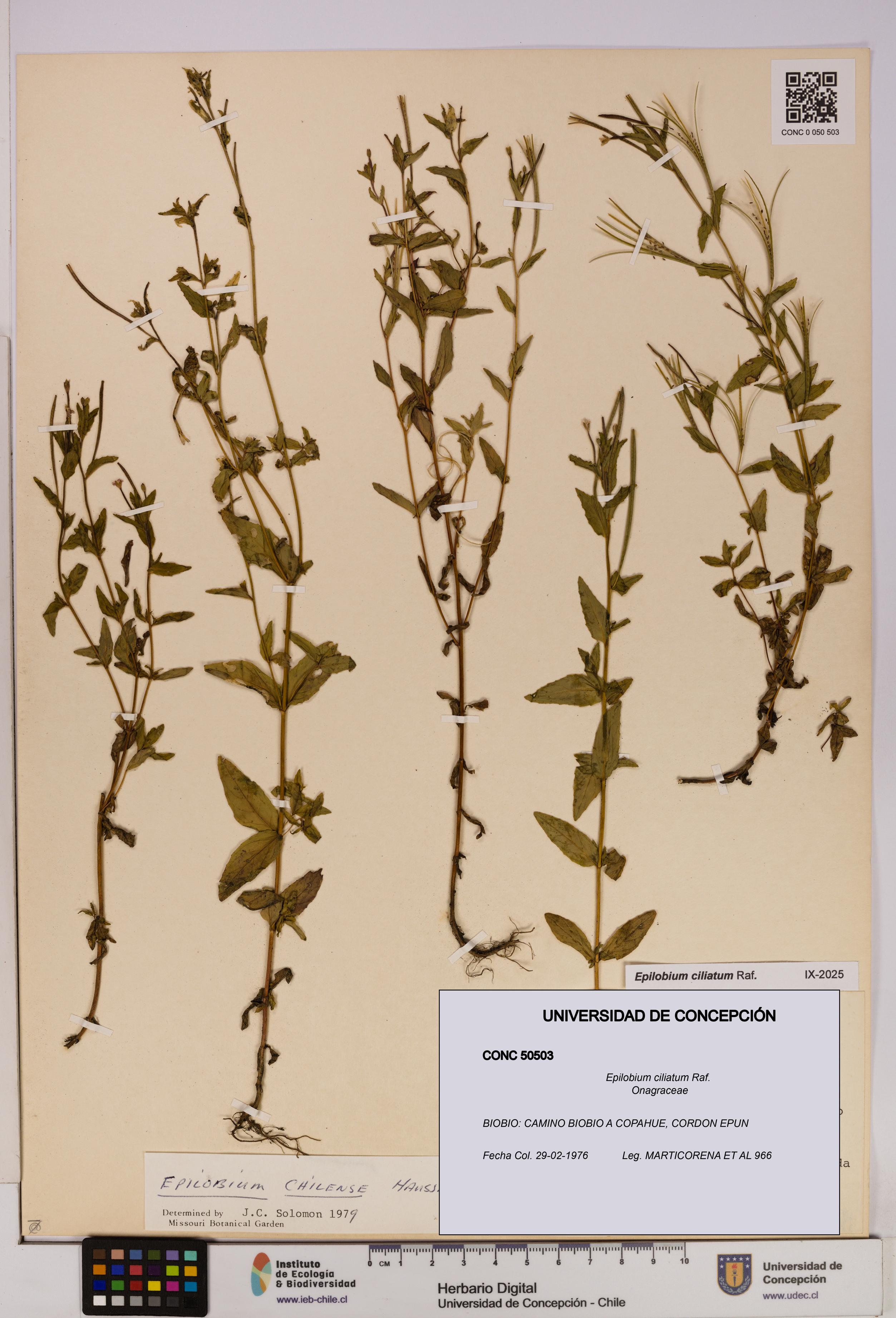 Epilobium ciliatum [Espécimen: UDEC:CONC:0050503]