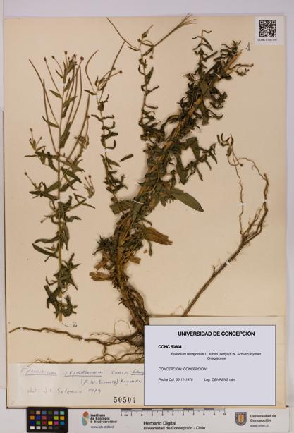 Epilobium tetragonum [Espécimen: UDEC:CONC:0050504]