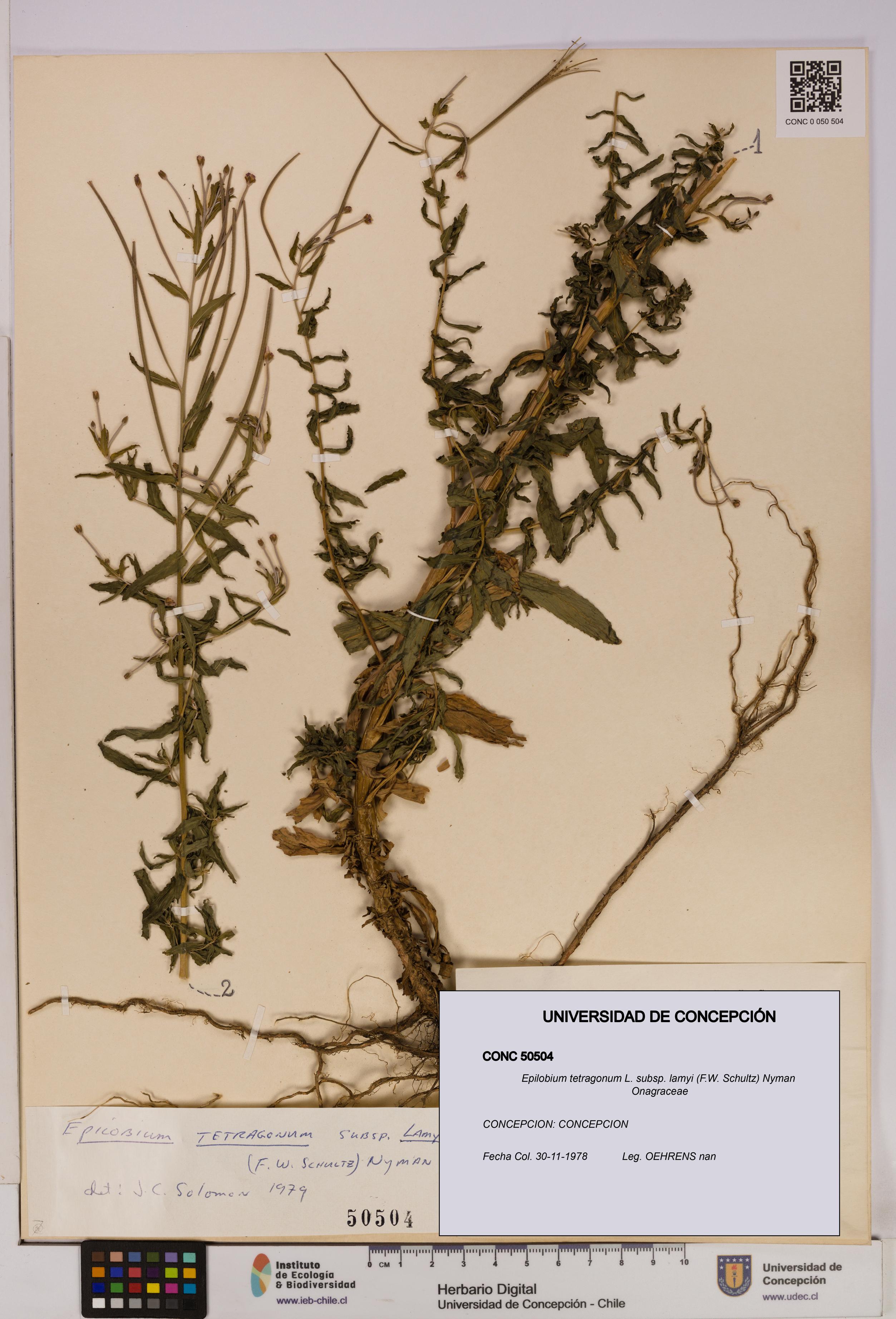 Epilobium tetragonum [Espécimen: UDEC:CONC:0050504]
