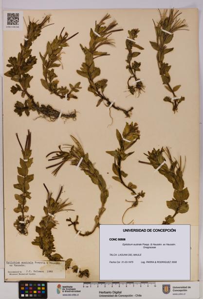 Epilobium australe [Espécimen: UDEC:CONC:0050506]