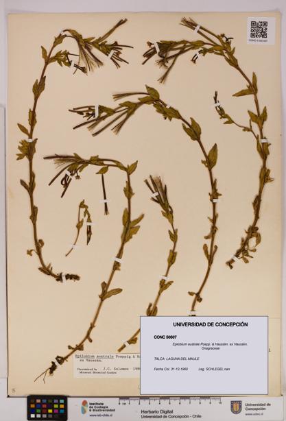 Epilobium australe [Espécimen: UDEC:CONC:0050507]