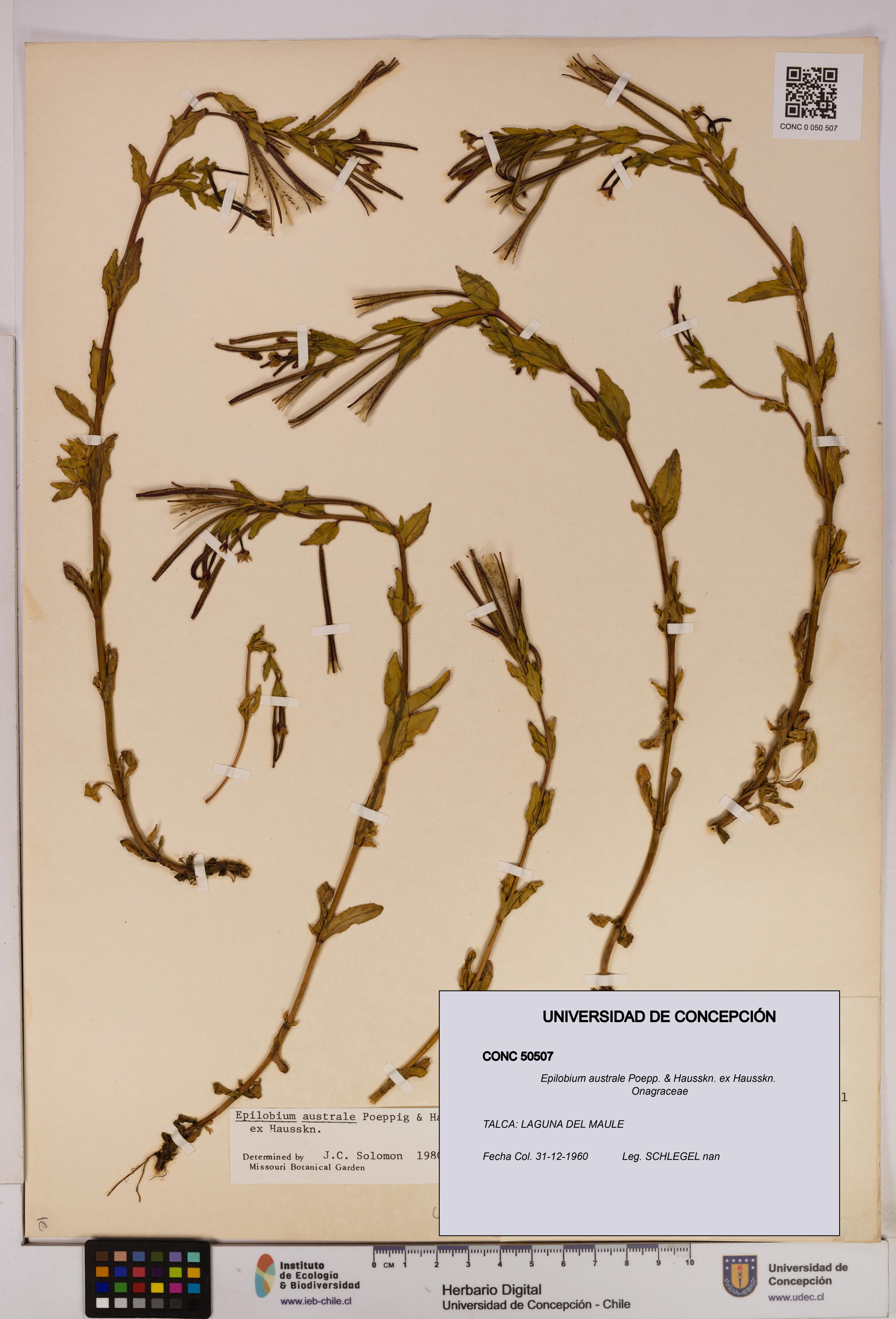 Epilobium australe [Espécimen: UDEC:CONC:0050507]