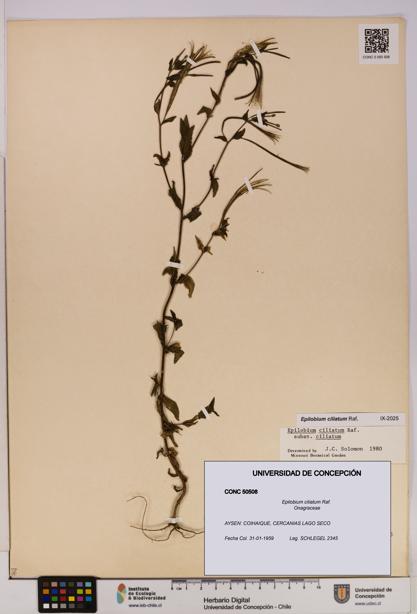 Epilobium ciliatum [Espécimen: UDEC:CONC:0050508]