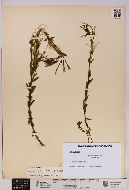 Epilobium glaucum [Espécimen: UDEC:CONC:0050510]