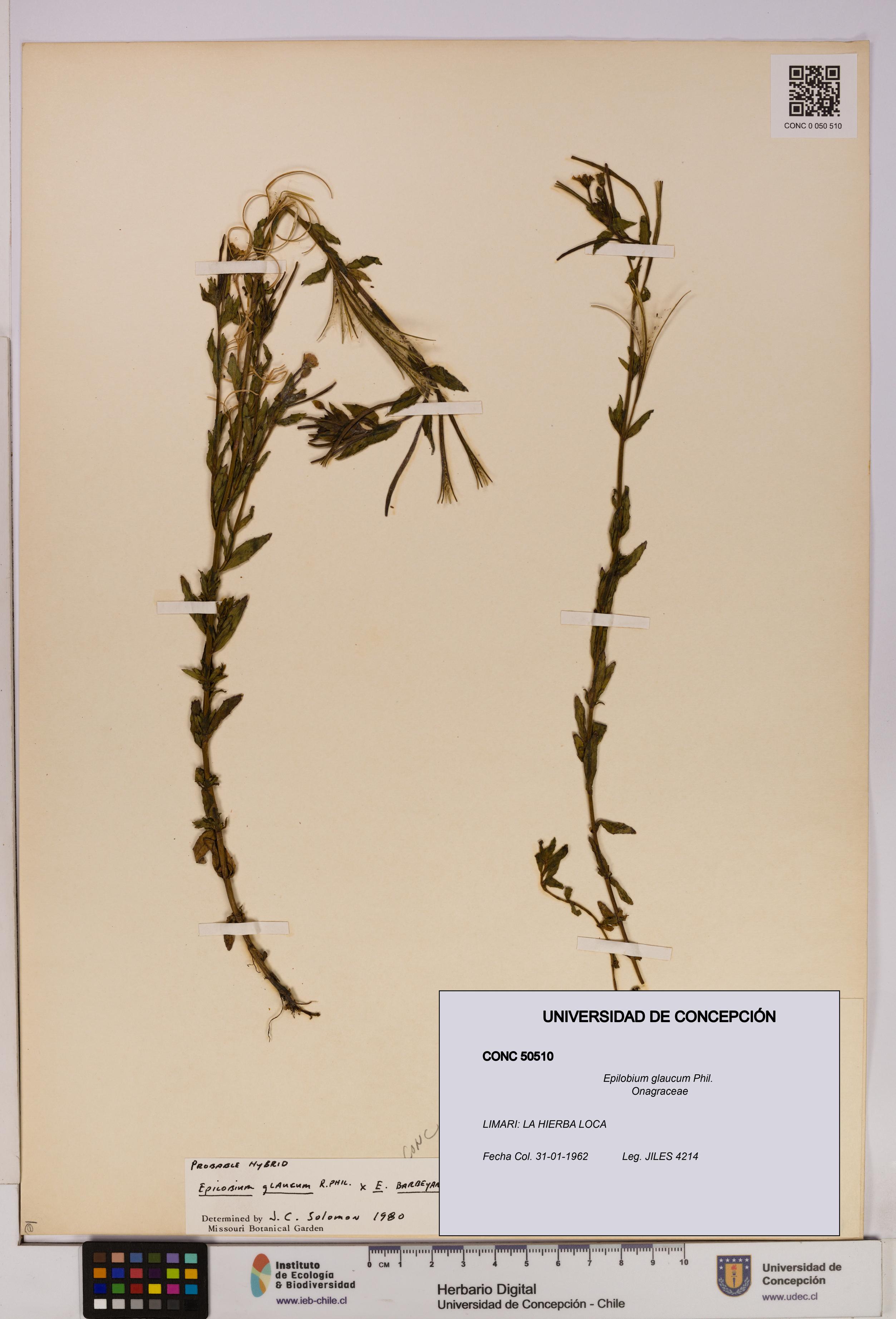 Epilobium glaucum [Espécimen: UDEC:CONC:0050510]