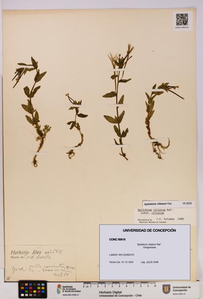 Epilobium ciliatum [Espécimen: UDEC:CONC:0050515]