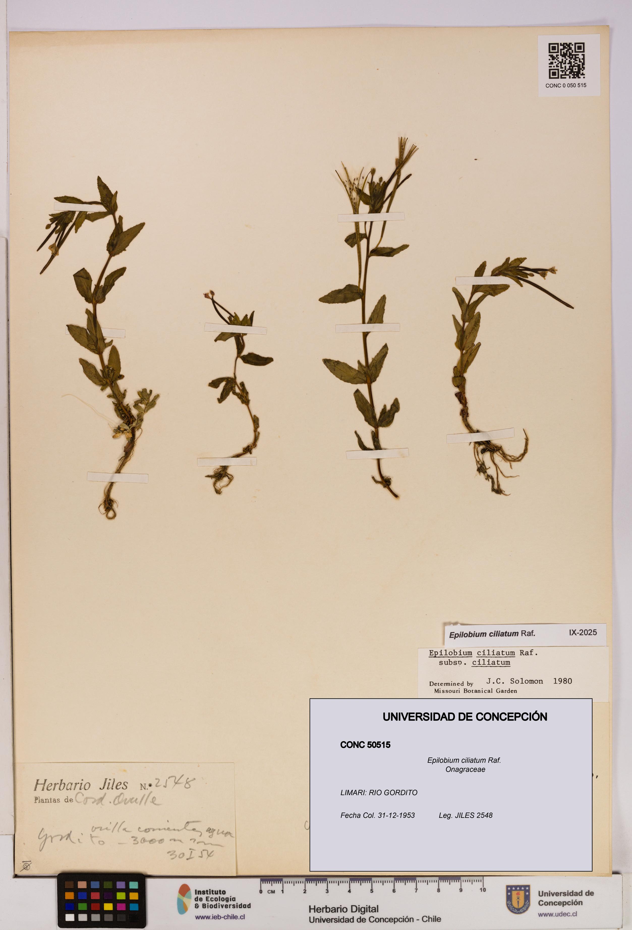 Epilobium ciliatum [Espécimen: UDEC:CONC:0050515]