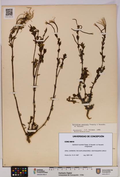 Epilobium australe [Espécimen: UDEC:CONC:0050518]