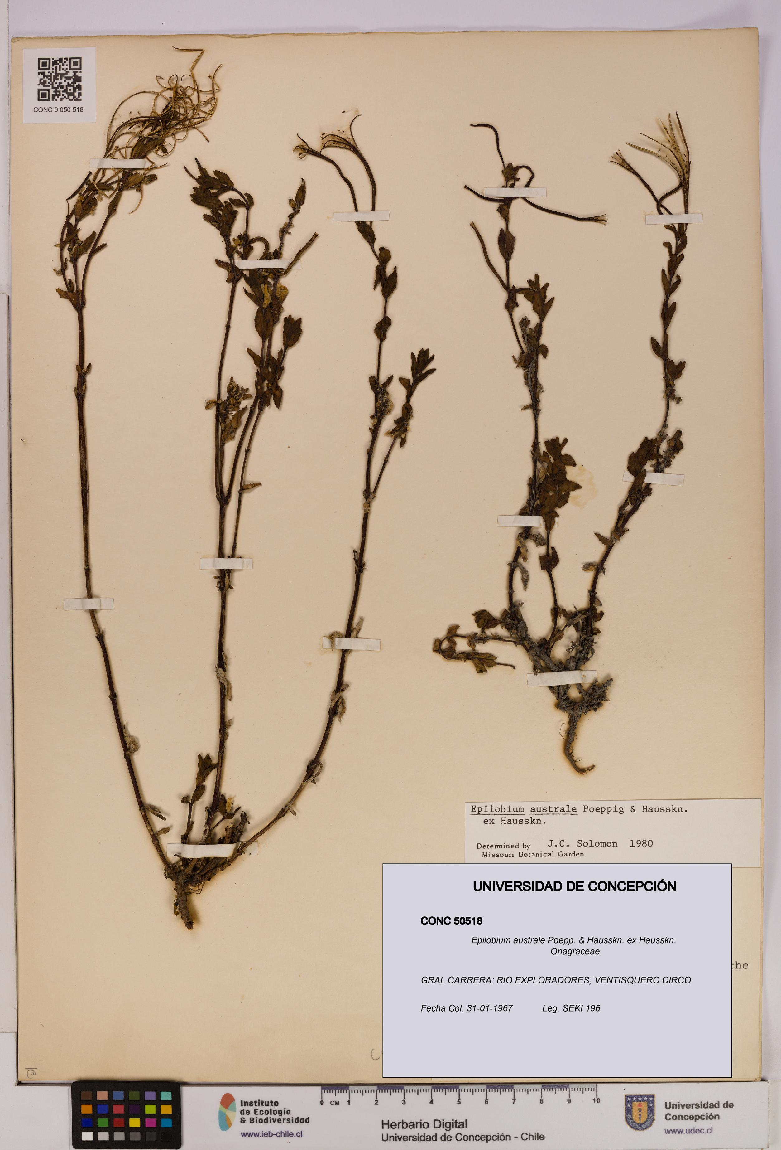 Epilobium australe [Espécimen: UDEC:CONC:0050518]