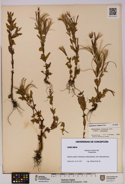 Epilobium ciliatum [Espécimen: UDEC:CONC:0050519]