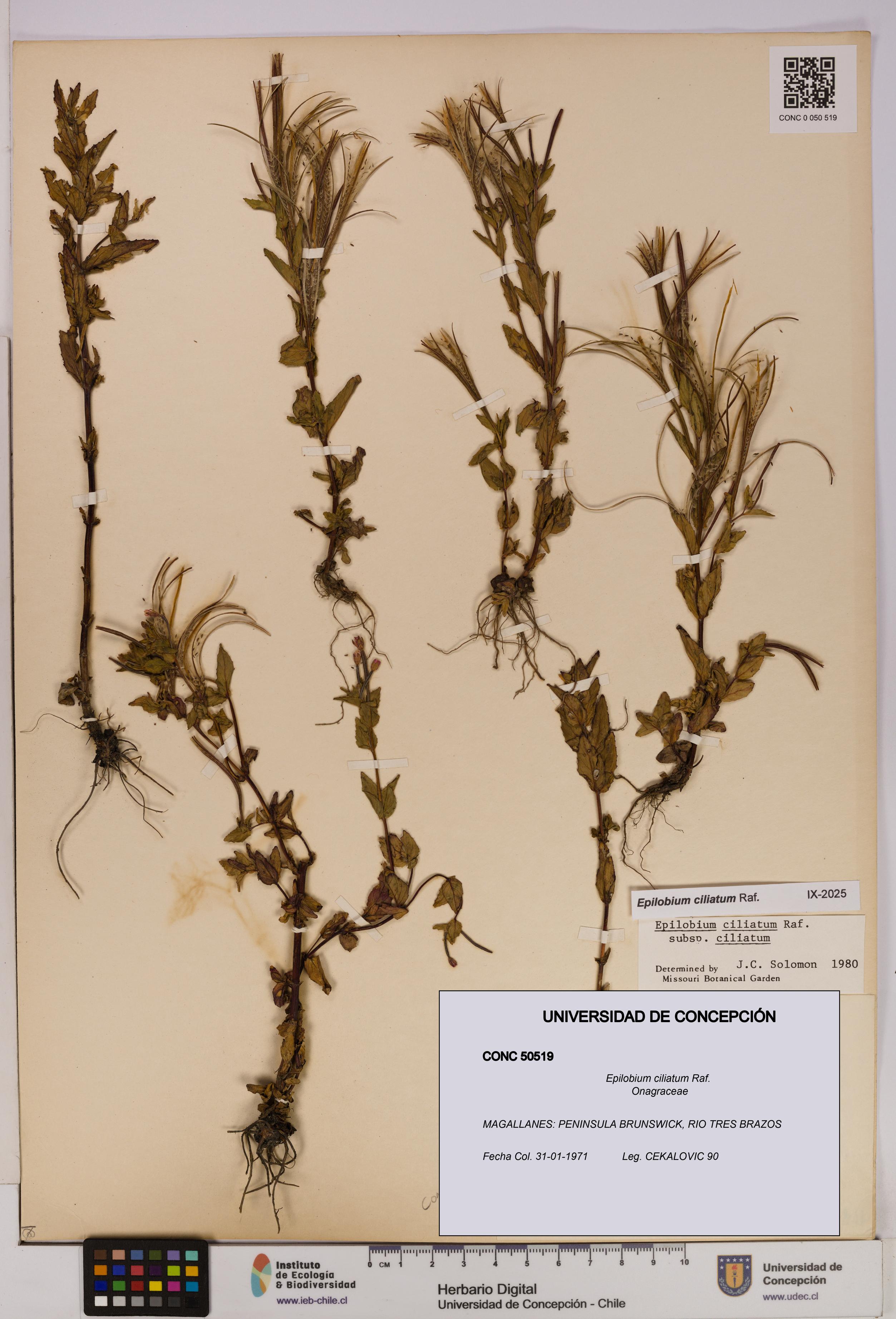 Epilobium ciliatum [Espécimen: UDEC:CONC:0050519]