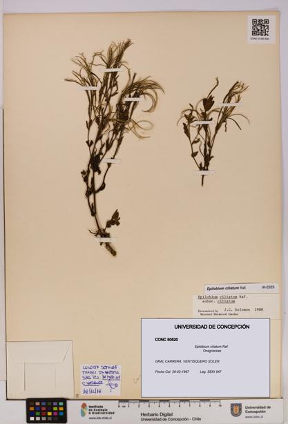 Epilobium ciliatum [Espécimen: UDEC:CONC:0050520]