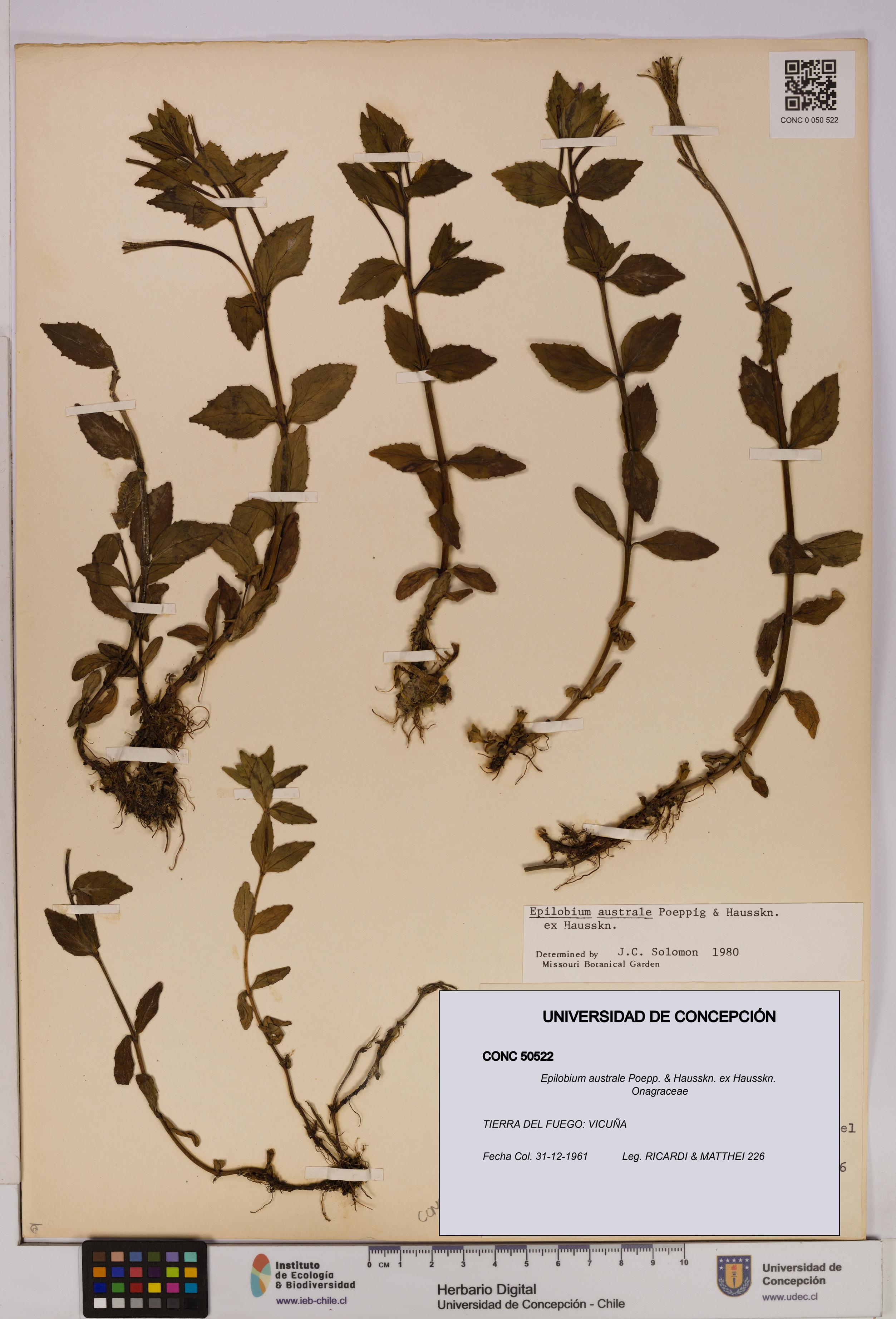 Epilobium australe [Espécimen: UDEC:CONC:0050522]