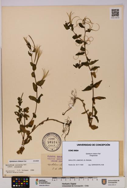 Epilobium ciliatum [Espécimen: UDEC:CONC:0050524]