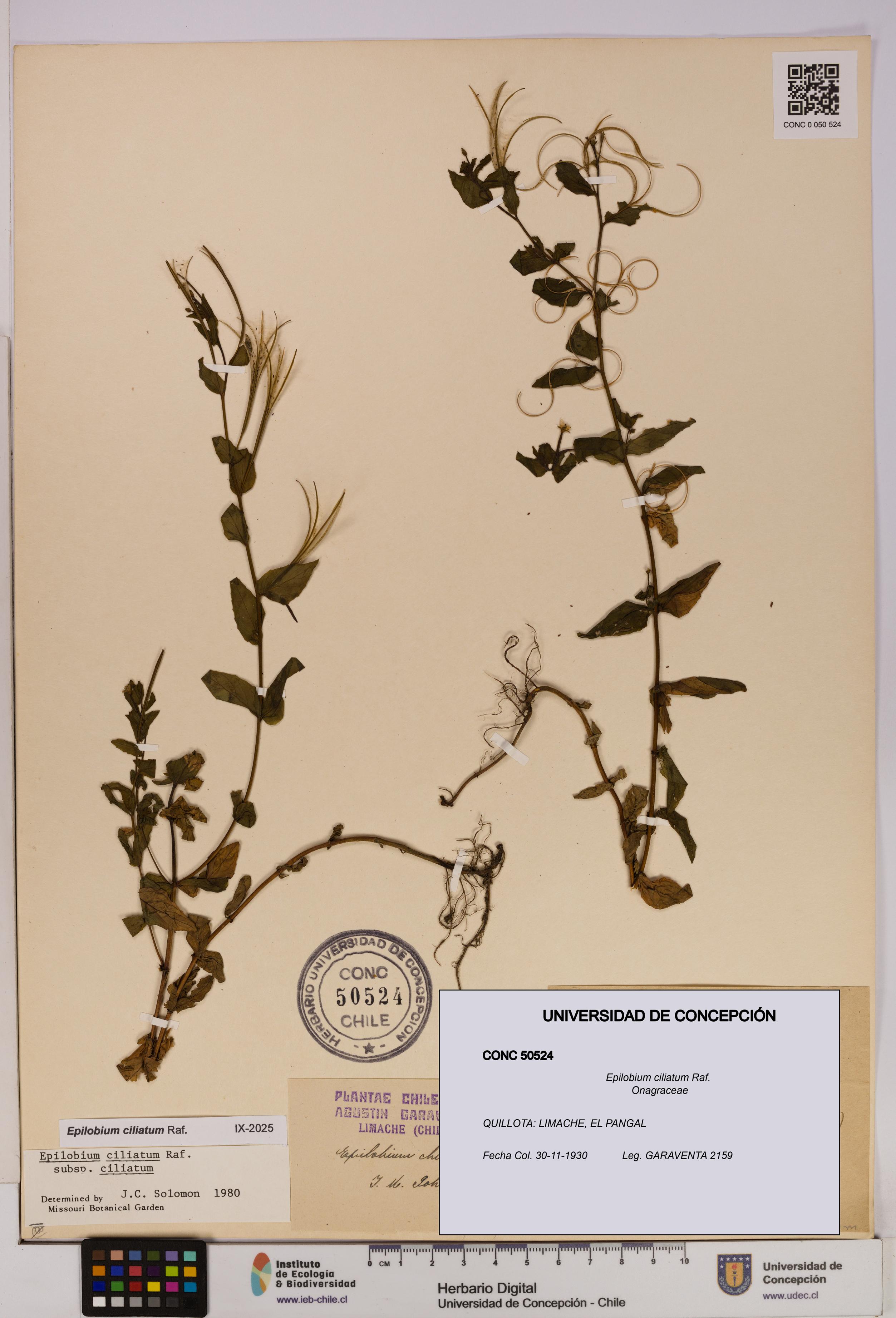 Epilobium ciliatum [Espécimen: UDEC:CONC:0050524]