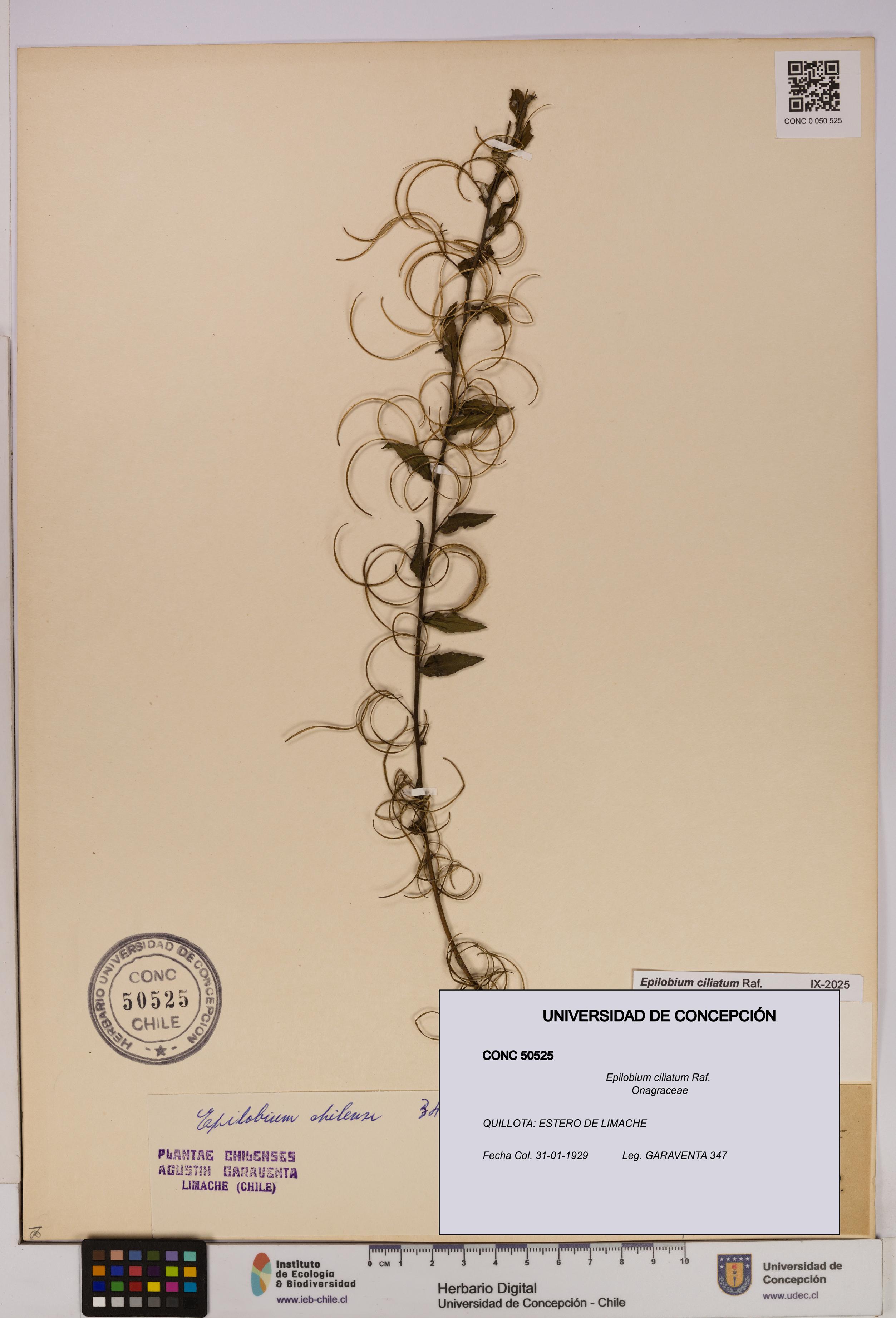 Epilobium ciliatum [Espécimen: UDEC:CONC:0050525]