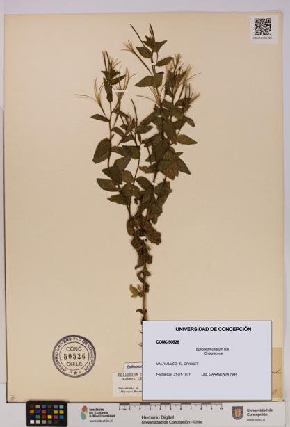 Epilobium ciliatum [Espécimen: UDEC:CONC:0050526]