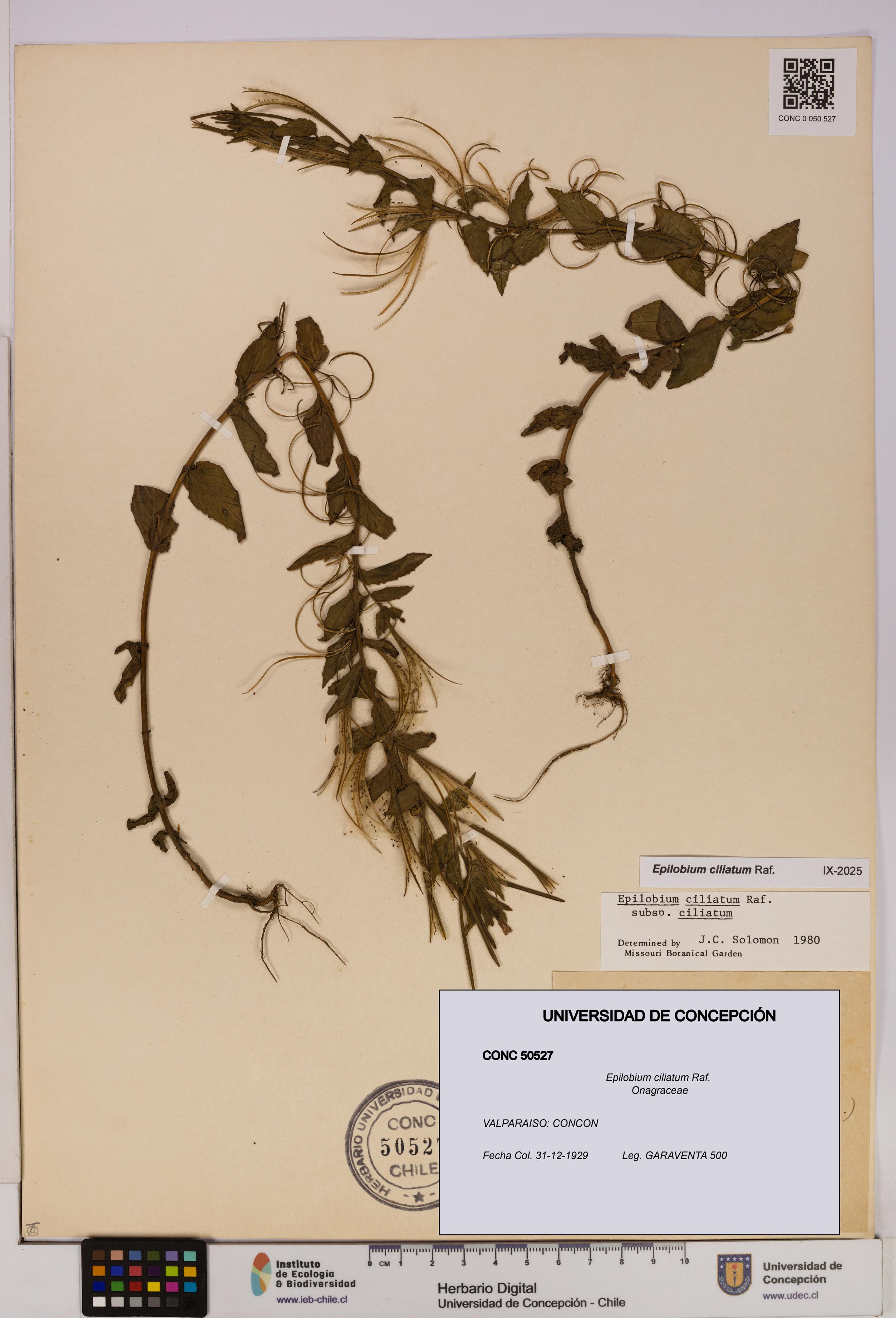 Epilobium ciliatum [Espécimen: UDEC:CONC:0050527]