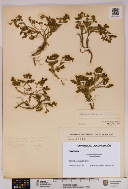 Arenaria serpens [Espécimen: UDEC:CONC:0050534]