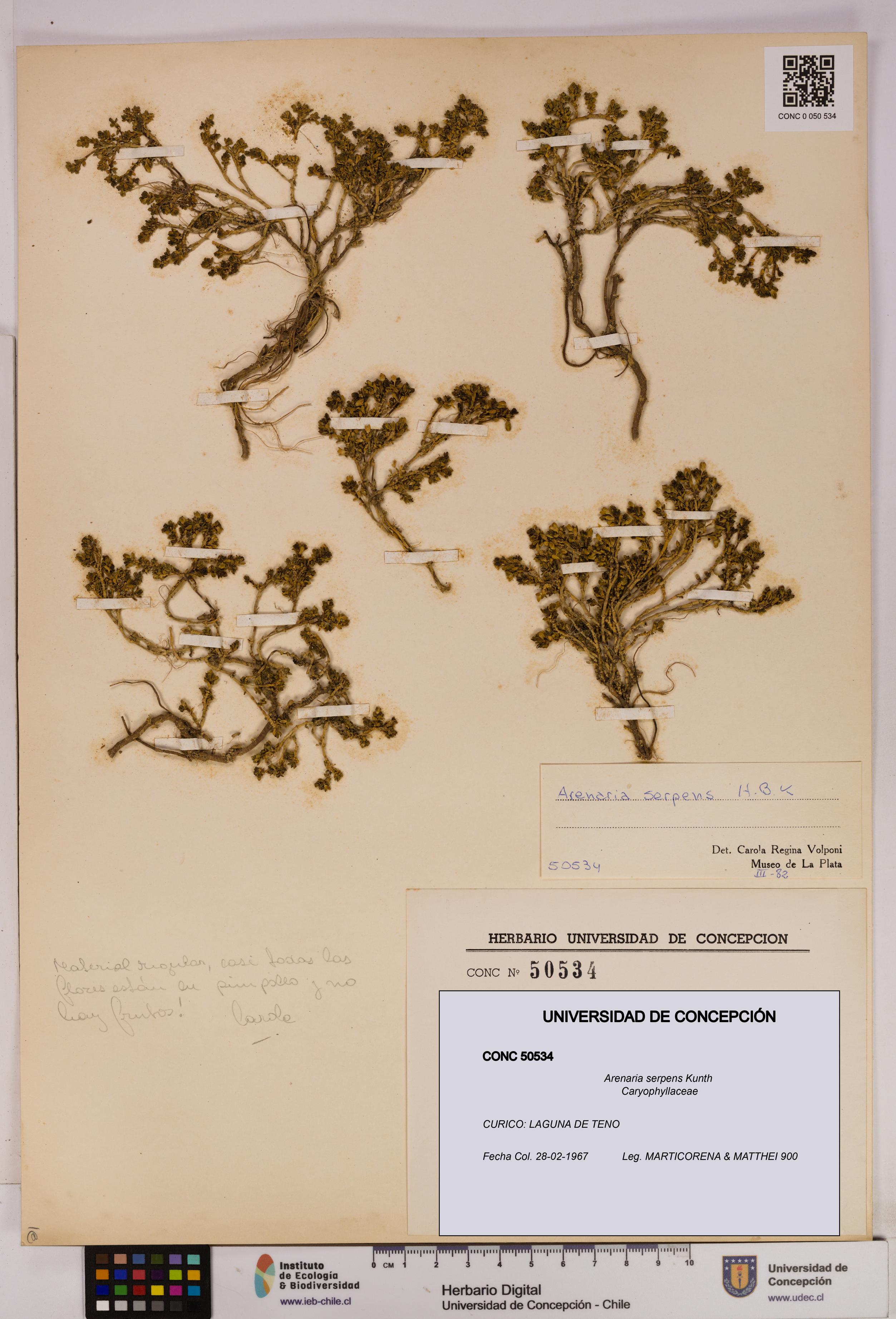 Arenaria serpens [Espécimen: UDEC:CONC:0050534]