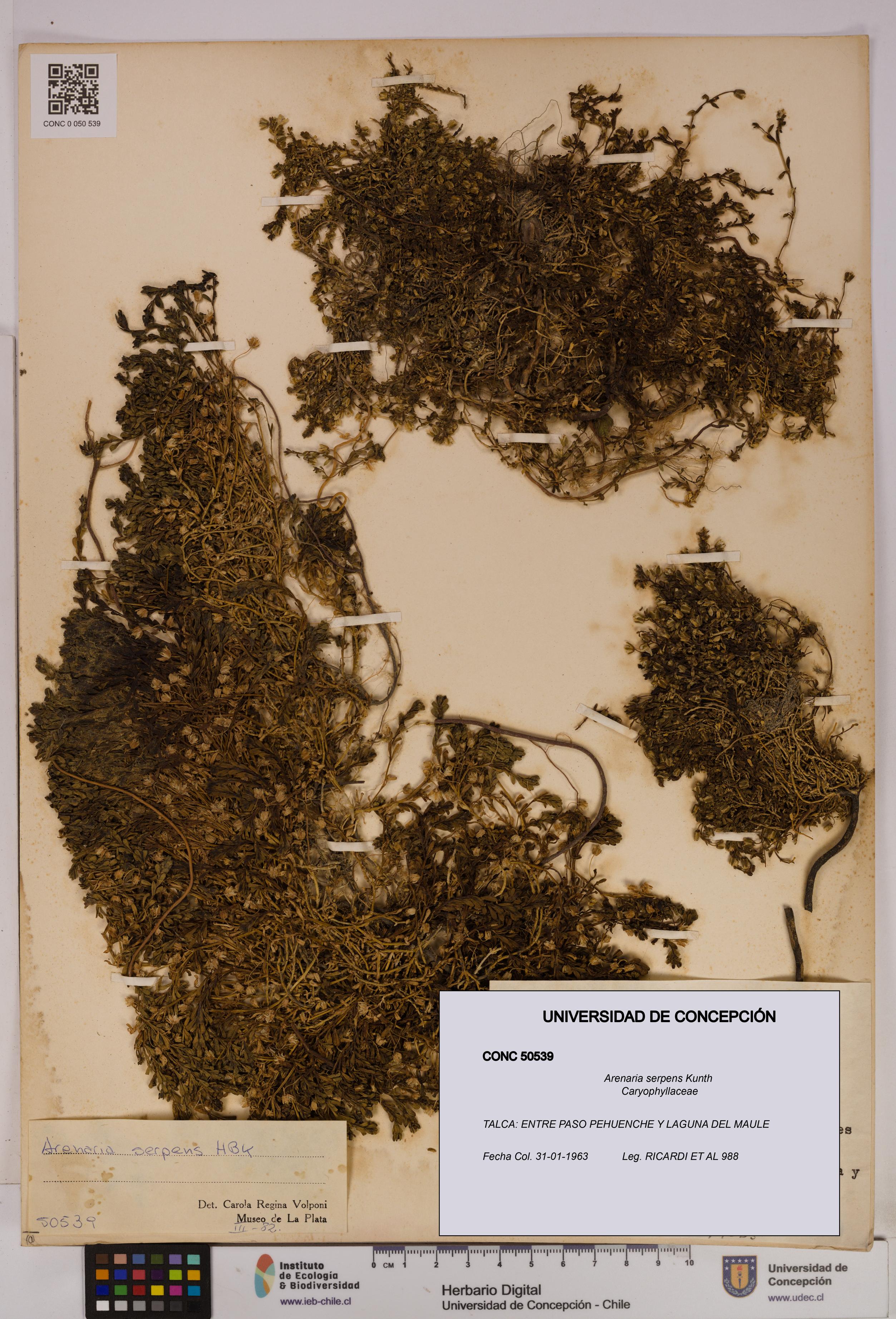 Arenaria serpens [Espécimen: UDEC:CONC:0050539]