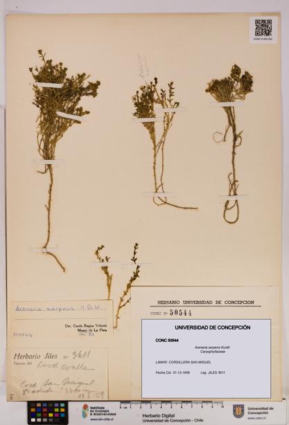 Arenaria serpens [Espécimen: UDEC:CONC:0050544]