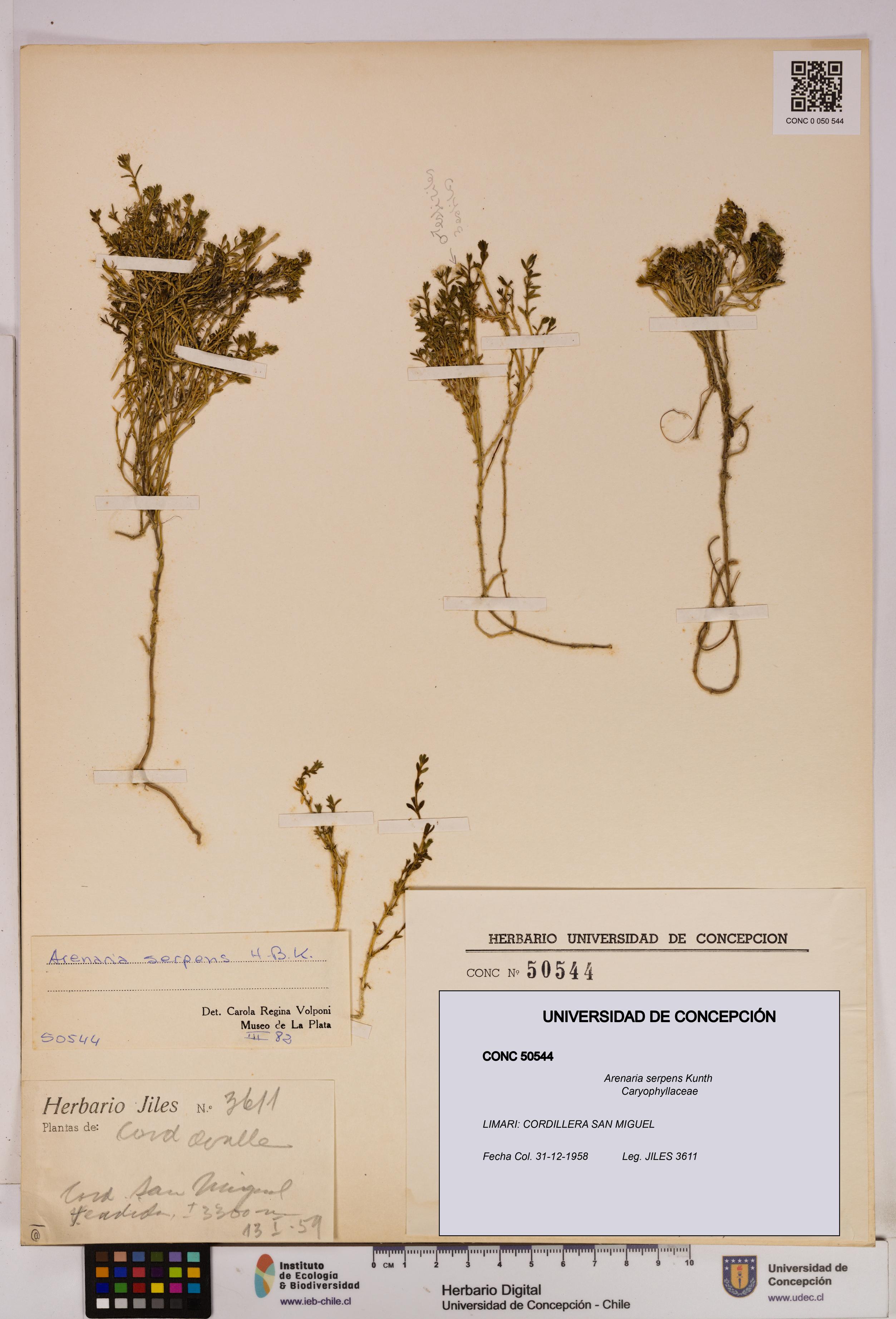 Arenaria serpens [Espécimen: UDEC:CONC:0050544]