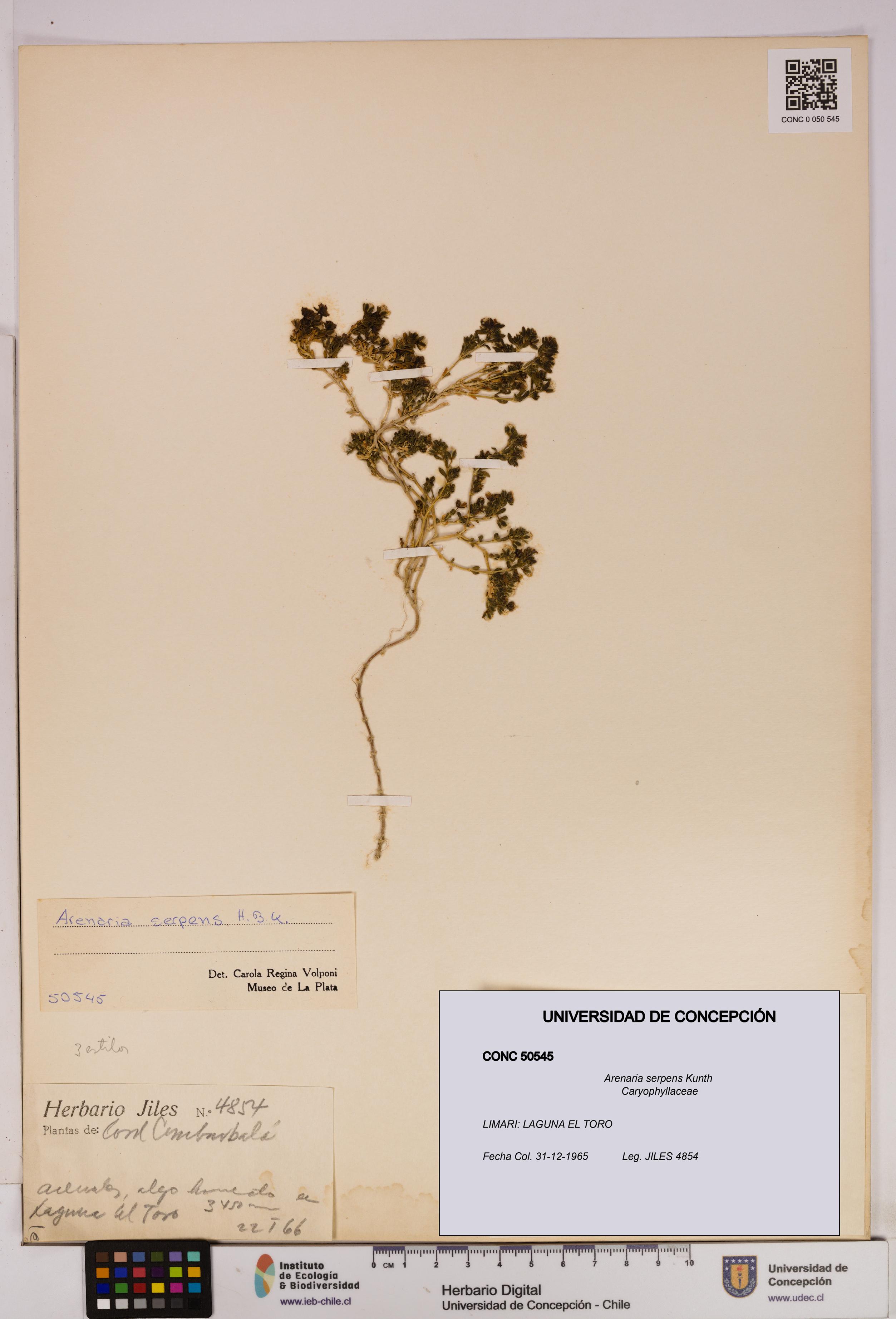 Arenaria serpens [Espécimen: UDEC:CONC:0050545]