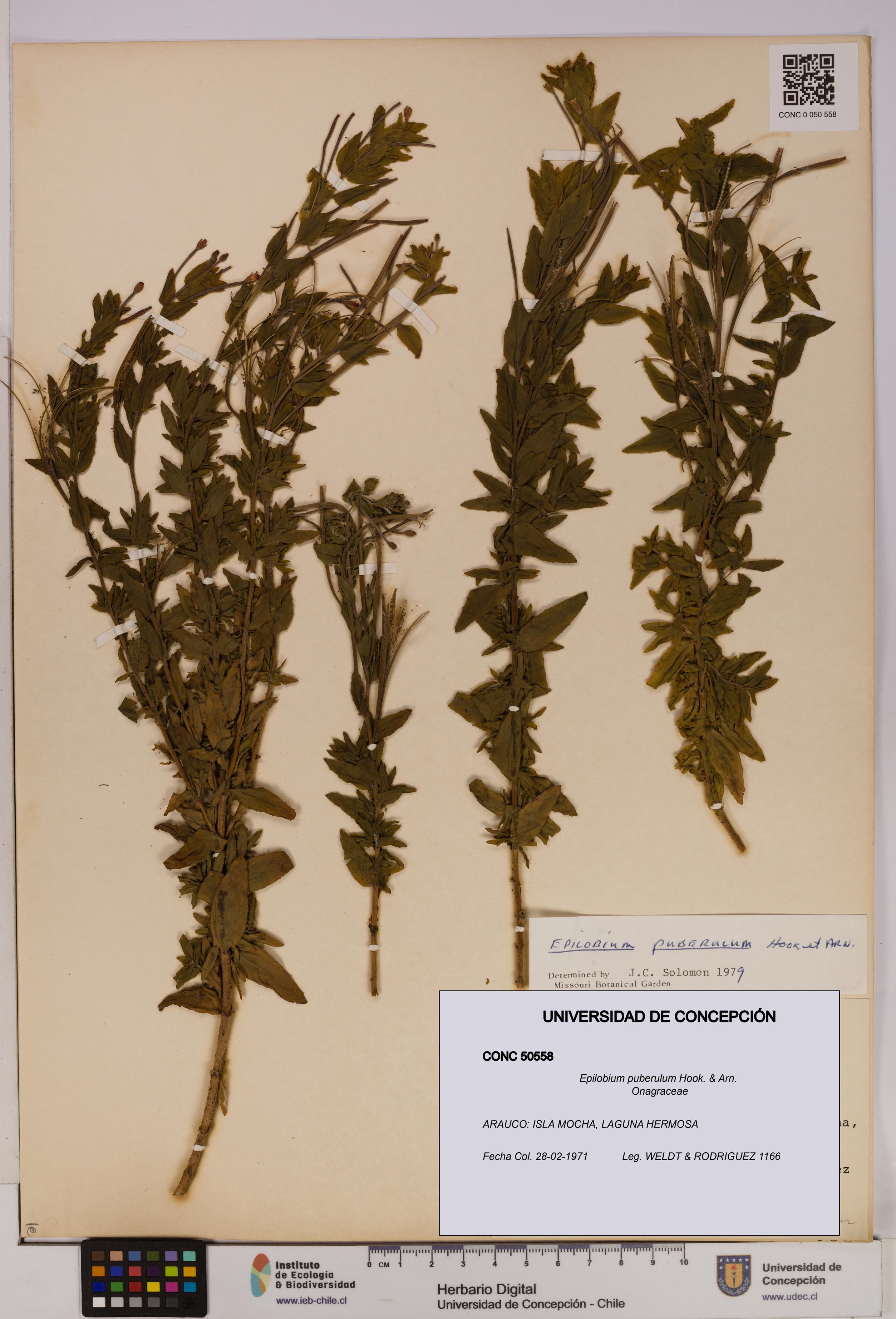 Epilobium puberulum [Espécimen: UDEC:CONC:0050558]