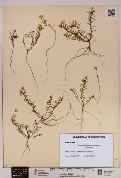Camissonia dentata [Espécimen: UDEC:CONC:0050562]