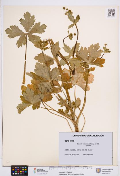 Sanicula crassicaulis [Espécimen: ]