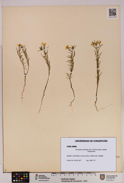 Camissonia dentata [Espécimen: UDEC:CONC:0050580]