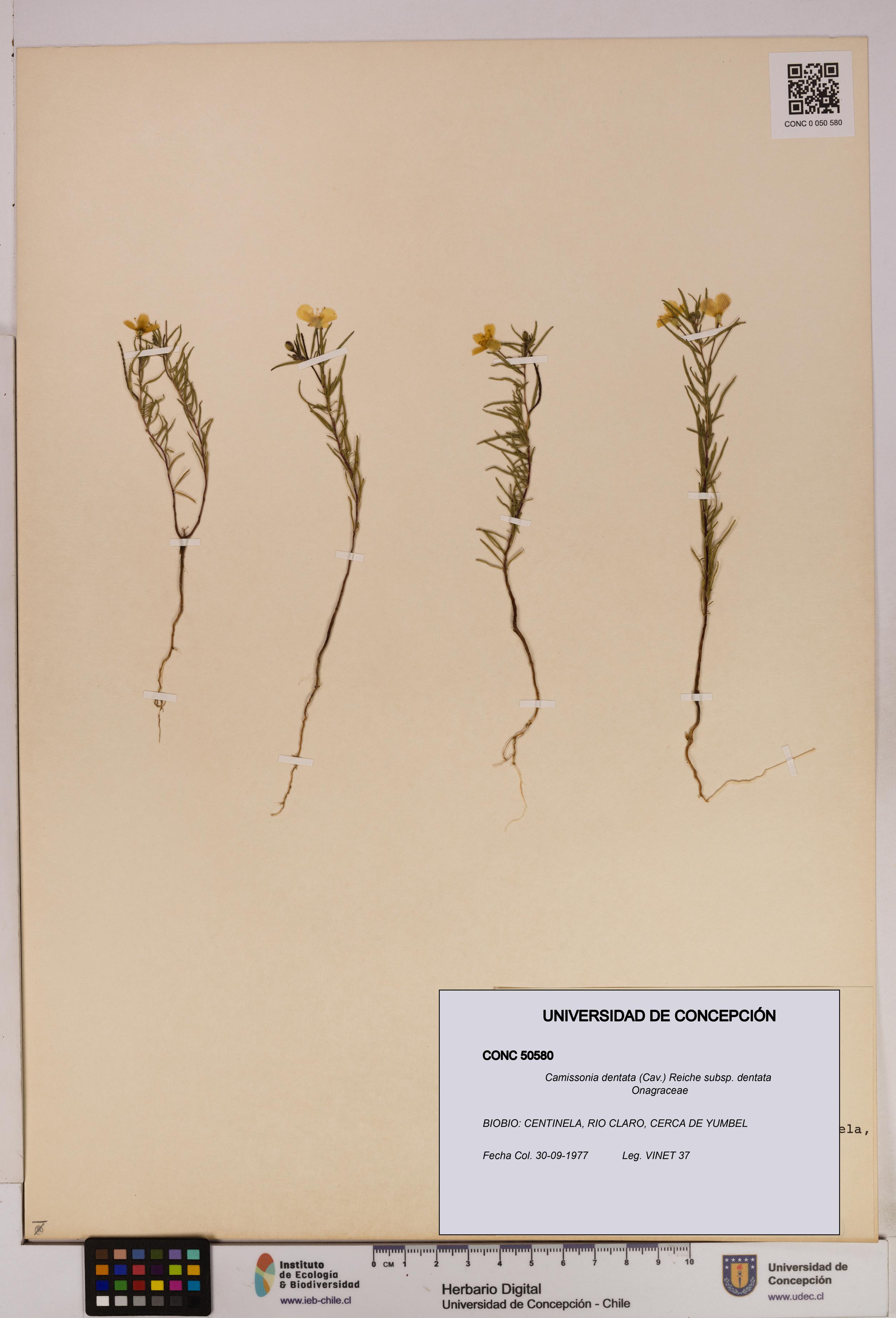 Camissonia dentata [Espécimen: UDEC:CONC:0050580]