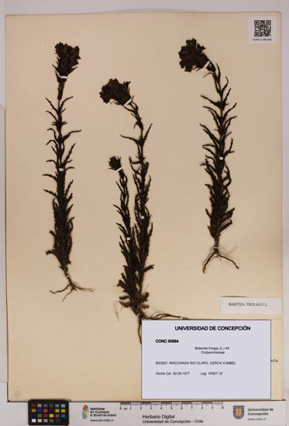 Bellardia trixago [Espécimen: UDEC:CONC:0050584]