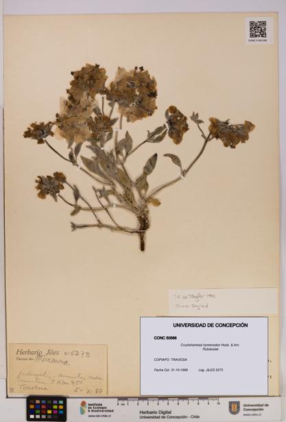 Cruckshanksia hymenodon [Espécimen: UDEC:CONC:0050586]