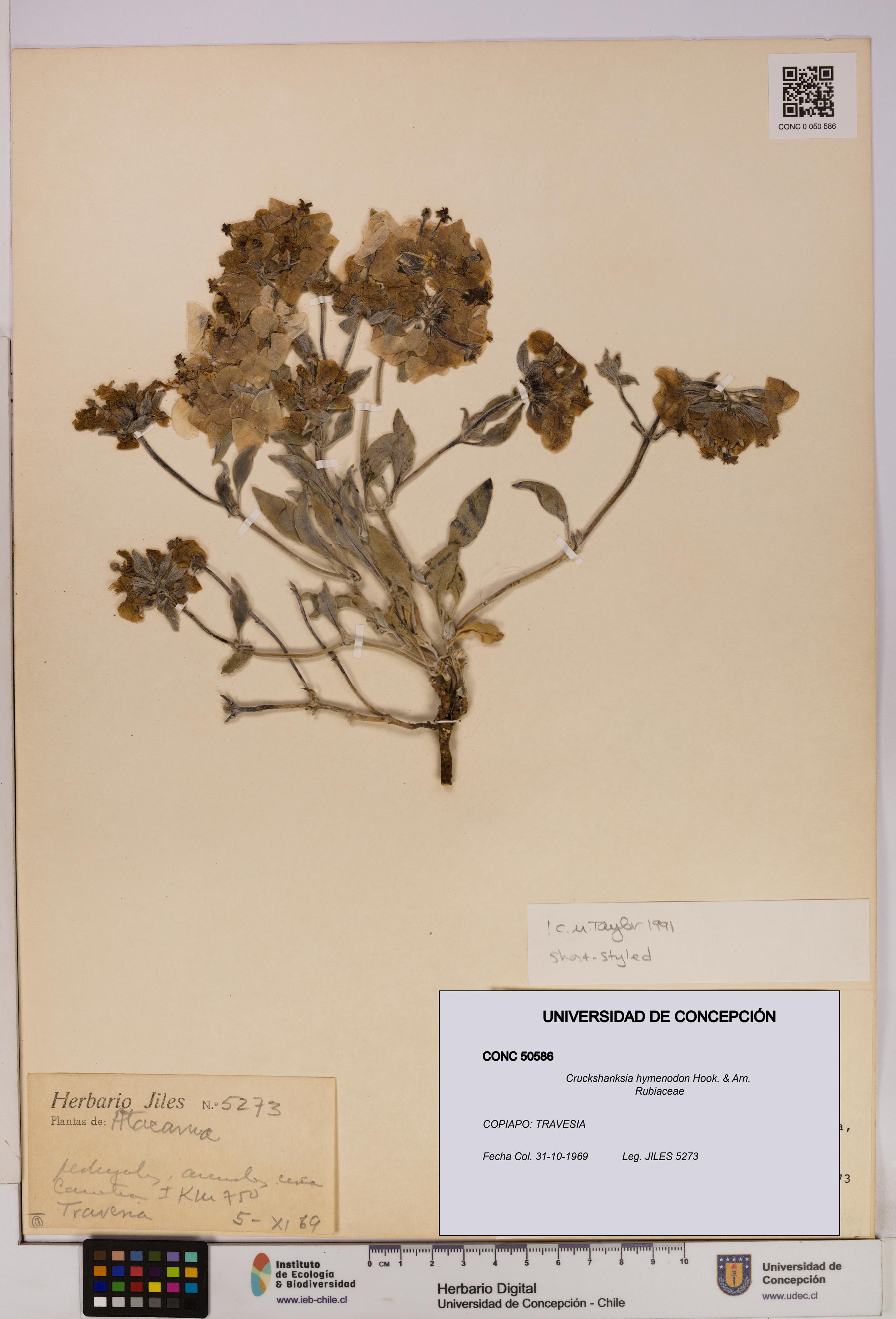 Cruckshanksia hymenodon [Espécimen: UDEC:CONC:0050586]