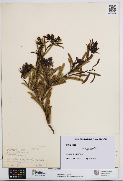 Skytanthus acutus [Espécimen: UDEC:CONC:0050588]