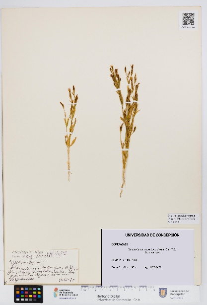 Centaurium cachanlahuen [Espécimen: UDEC:CONC:0050593]