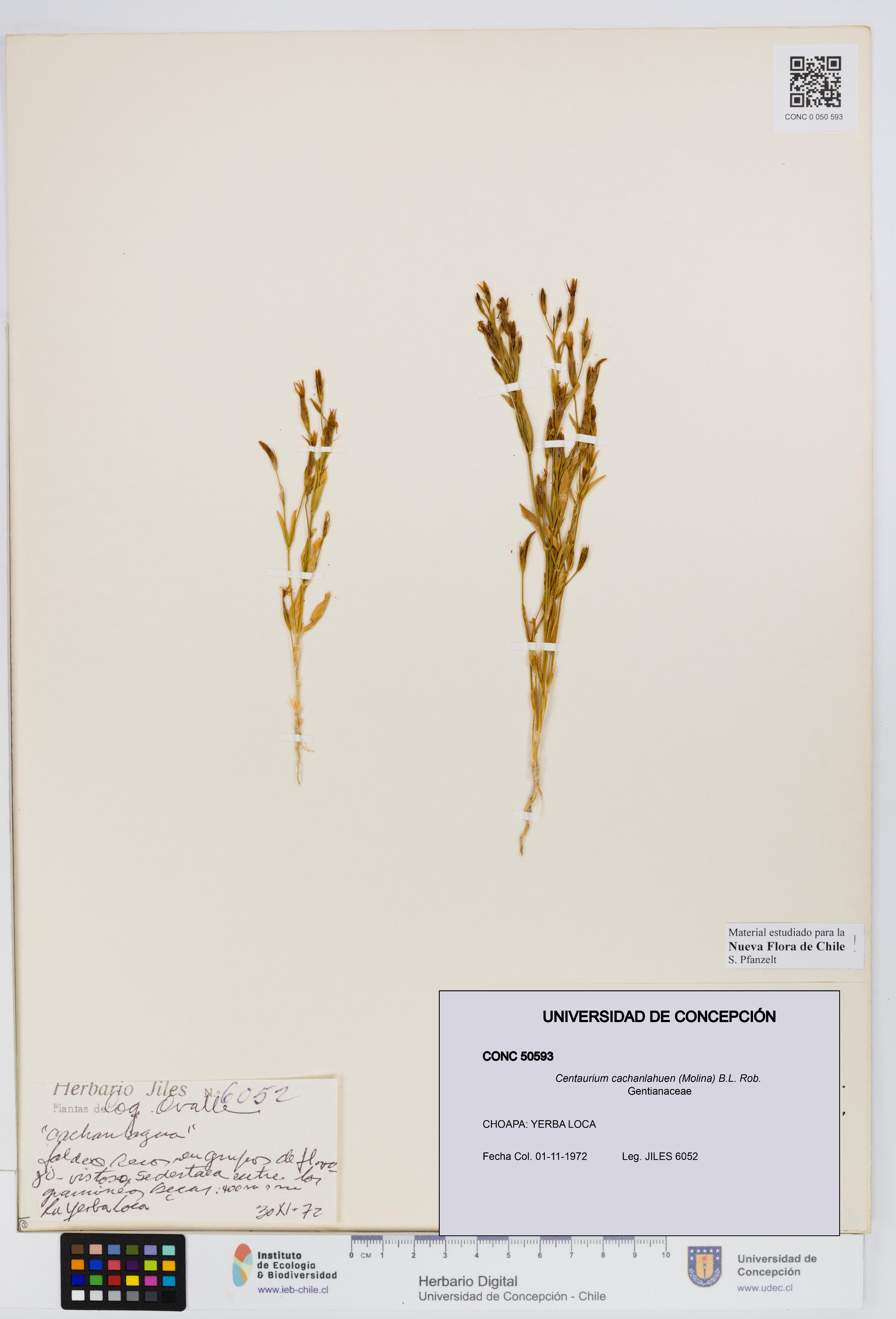 Centaurium cachanlahuen [Espécimen: UDEC:CONC:0050593]