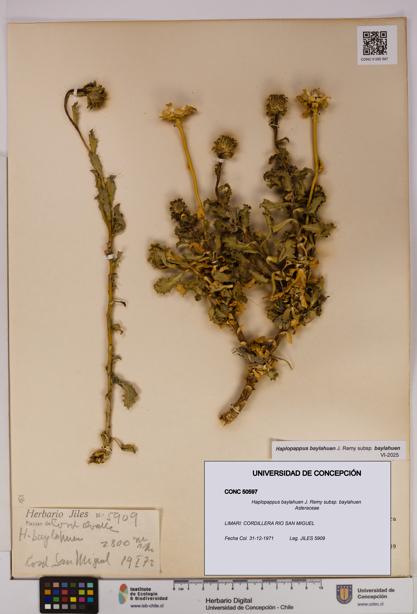 Haplopappus baylahuen subsp. baylahuen [Espécimen: UDEC:CONC:0050597]