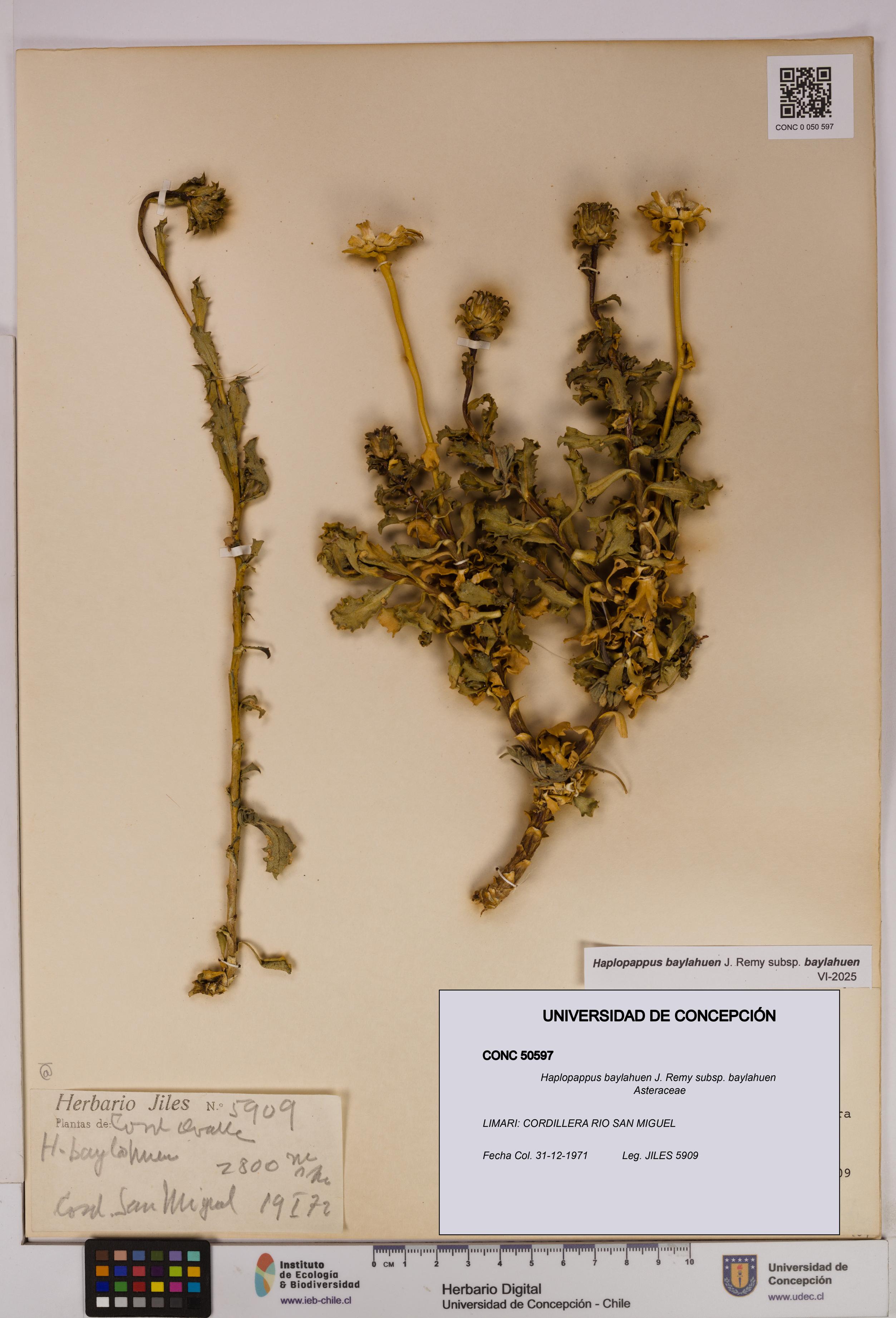 Haplopappus baylahuen subsp. baylahuen [Espécimen: UDEC:CONC:0050597]