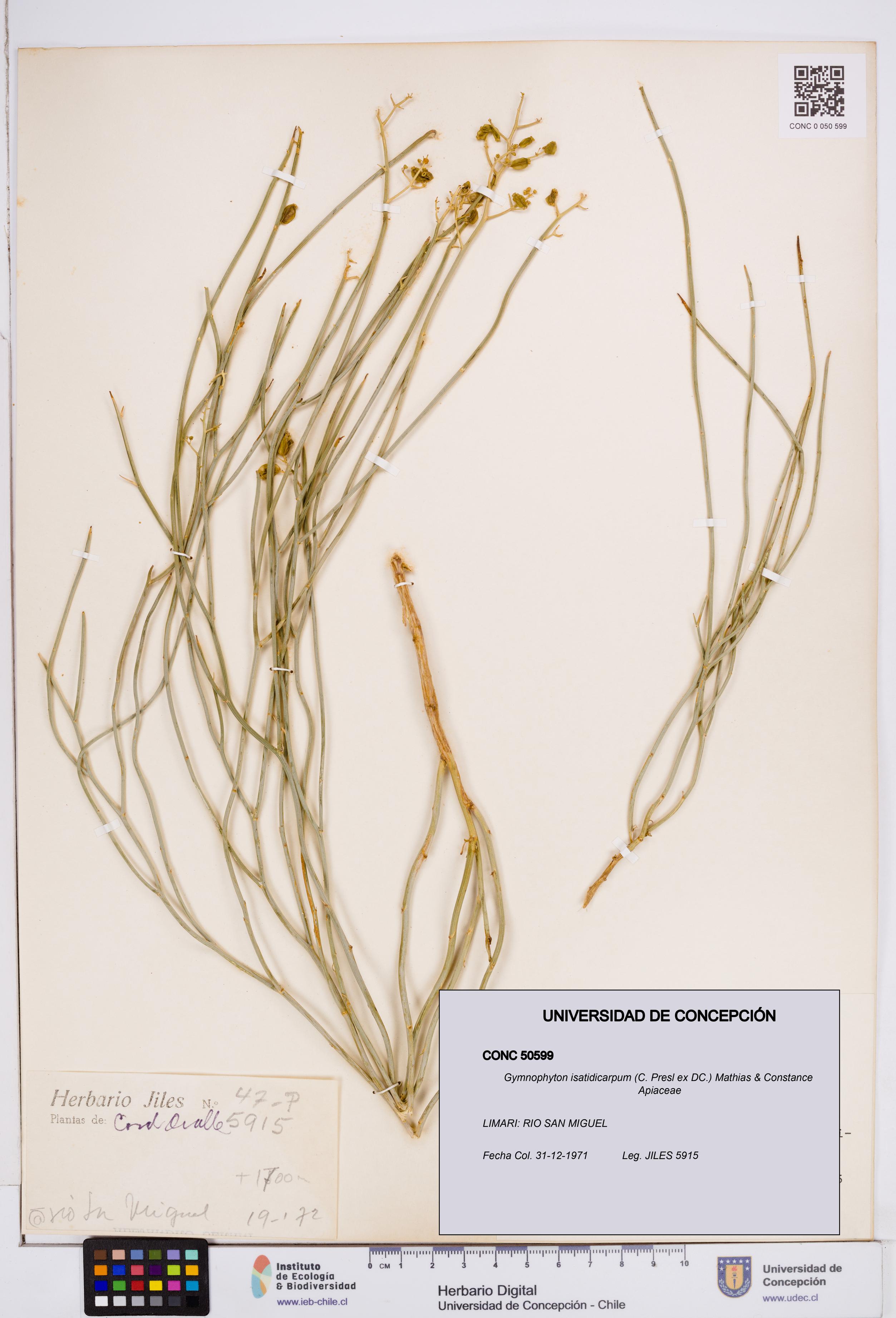 Gymnophyton isatidicarpum [Espécimen: ]